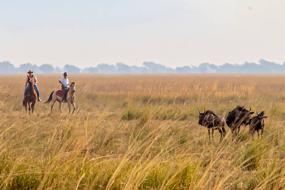 Two people on horseback look at a herd of wildebeest in Golden grass on horseback safari