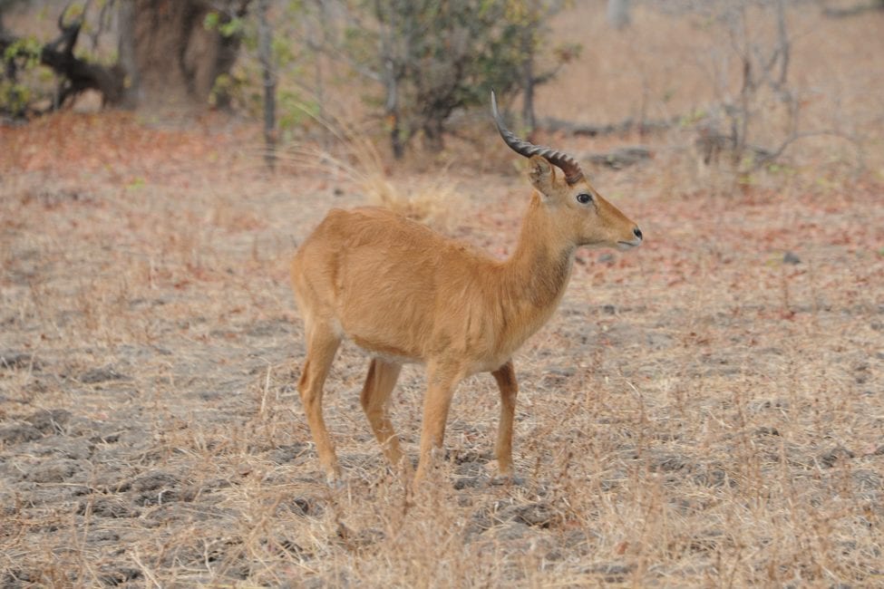 Antelope with curvy horns and reddish fur stands in dry grass in Luambe National Park Zambia