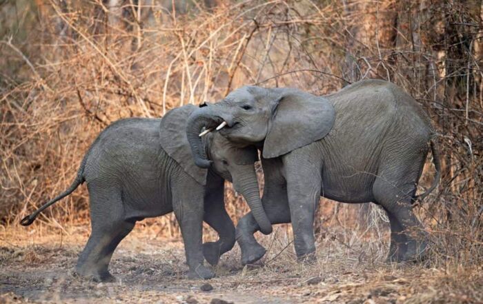 Two young elephants tussle in South Luangwa National Park Zambia