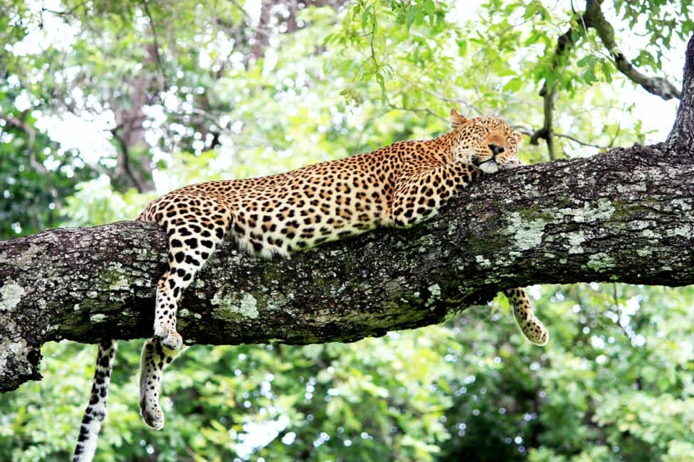 A cheetah resting on a tree branch in South Luangwa National Park Zambia