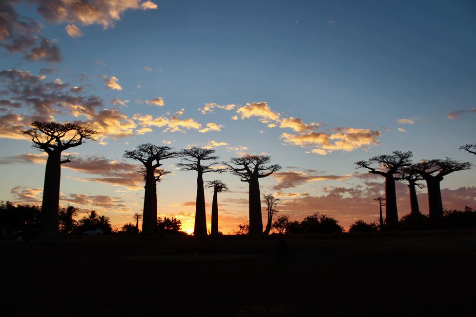 Avenue of the baobabs in Morondova Madagascar