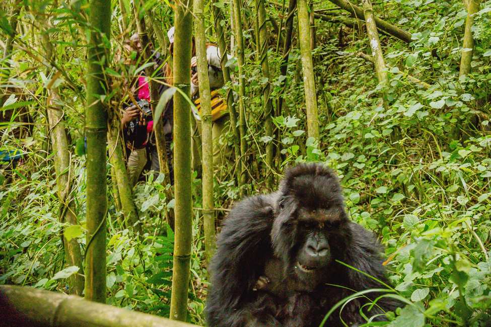 Hikers watch a mountain gorilla at Rwanda's Volcanoes National Park.