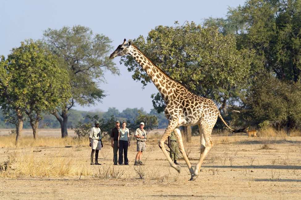 A giraffe speeds by a walking safari in Zambia.