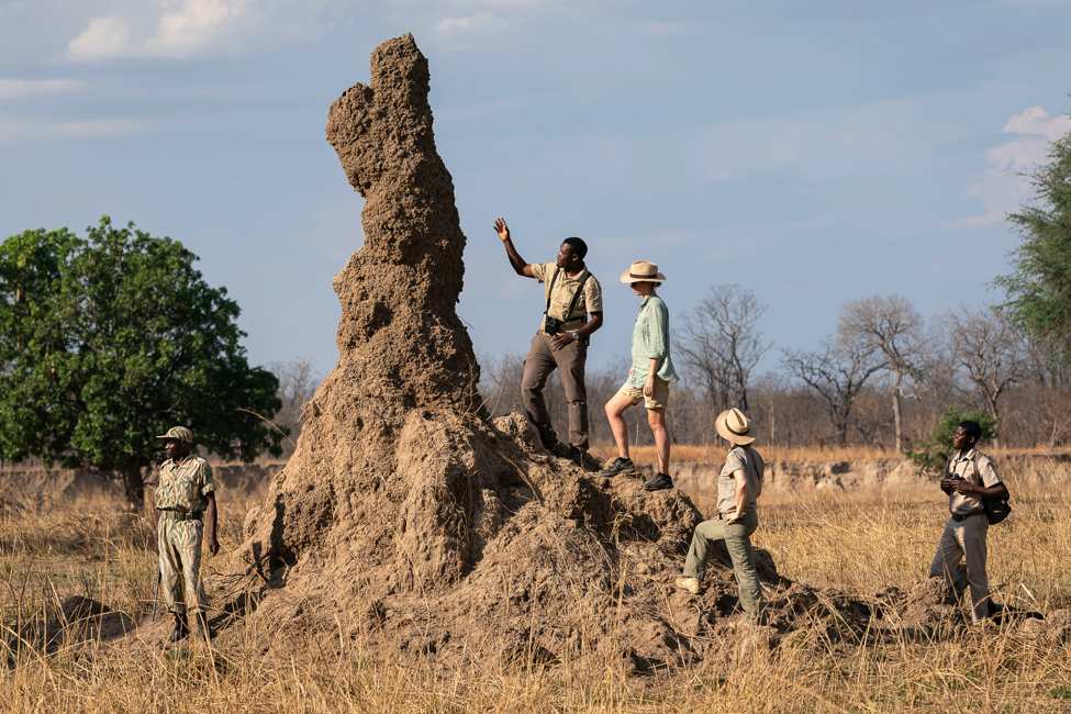 a guide explains the structure of a termite mound on a walking safari in Zambia