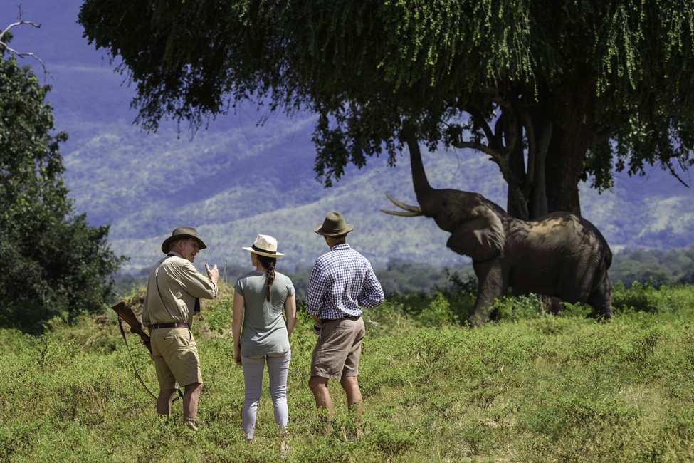 A guide explains the habits of elephants to safari goers on a walking safari in Mana Pools, Zimbabwe, as an elephant browses from a tree