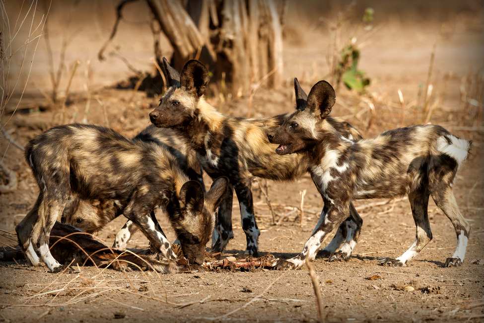 African wild dog pups eat from a prey in Mana Pools National Park in Zimbabwe