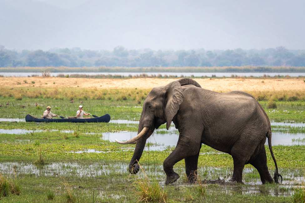 two people watch an elephant from a canoe in a wetland in Mana Pools National Park, Zimbabwe