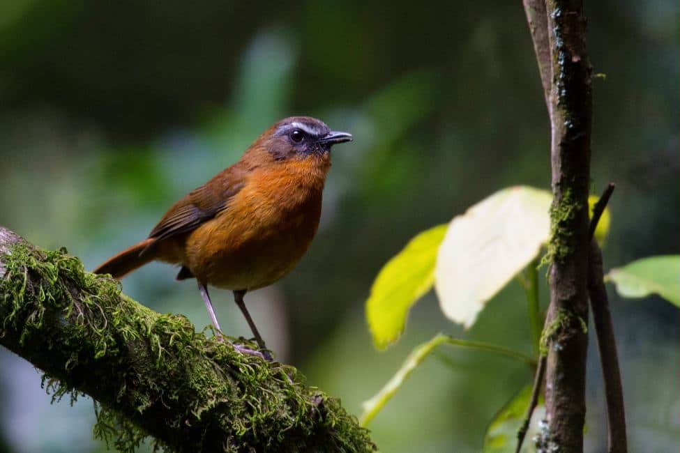 A brown bird with orange chest and Gray head with White eyebrow stance on a mossy branch in Nyungwe National Park