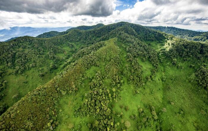 Aerial view of mount bigugu covered in lush green trees and shrubbery in Nyungwe National Park