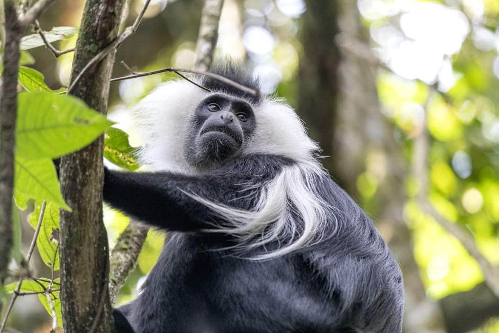 A black and white Colobus monkey endemic to Nyungwe National Park leans against a tree branch