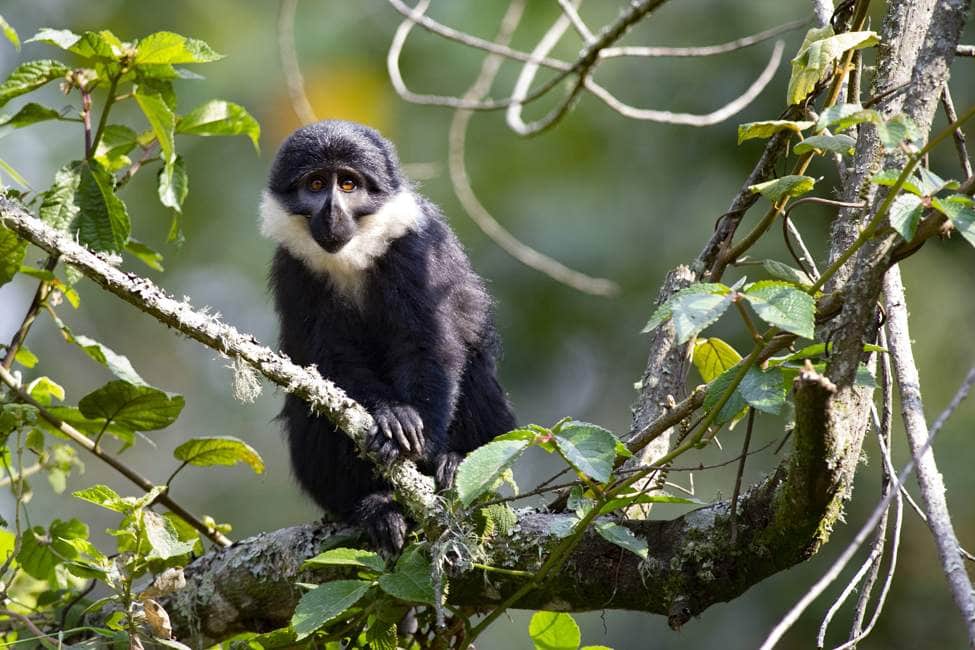 A black and white monkey sits on a tree branch and looks at the camera at Nyungwe National Park