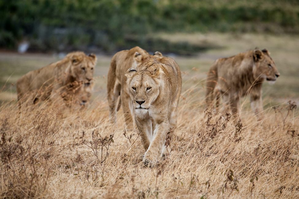 a pride of lions walks through dried grass in Ngorongoro Crater