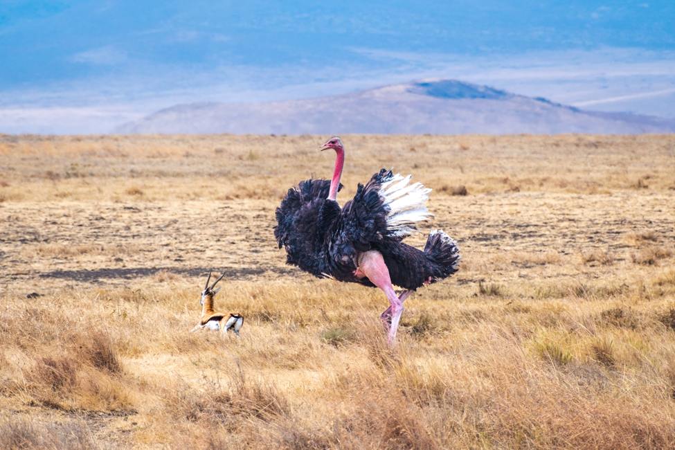 Male ostrich six feathers as gazelle runs away