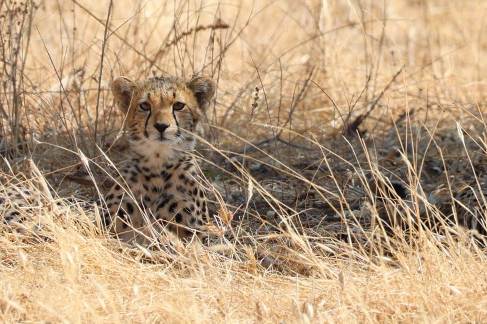 kenya-buffalo springs-samburu-cheetah-carrigan 2023 group-975