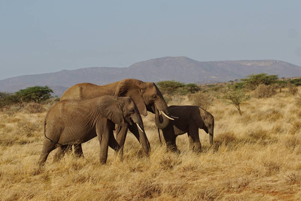 kenya-buffalo springs-samburu-elephants-carrigan 2023 group-975px