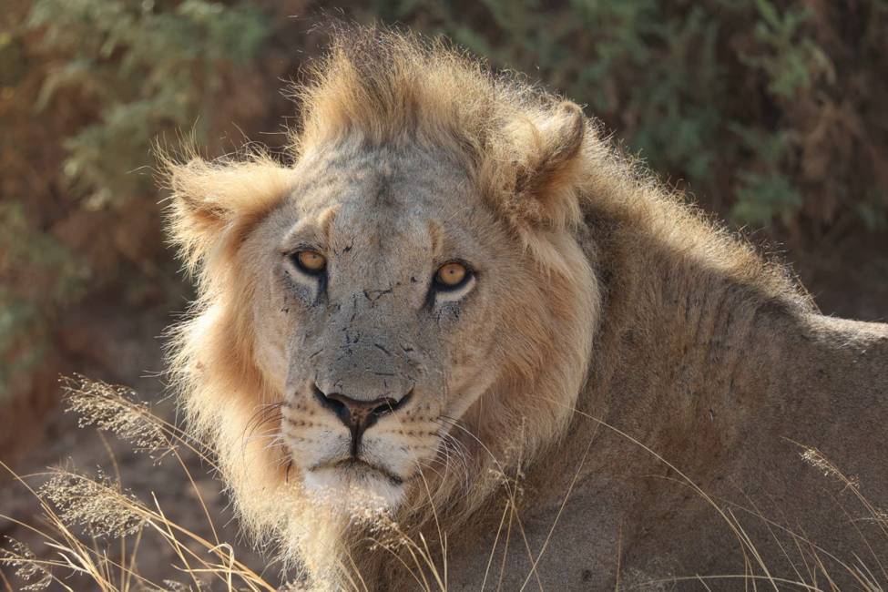 kenya-buffalo springs-samburu-lion-carrigan 2023 group-975px