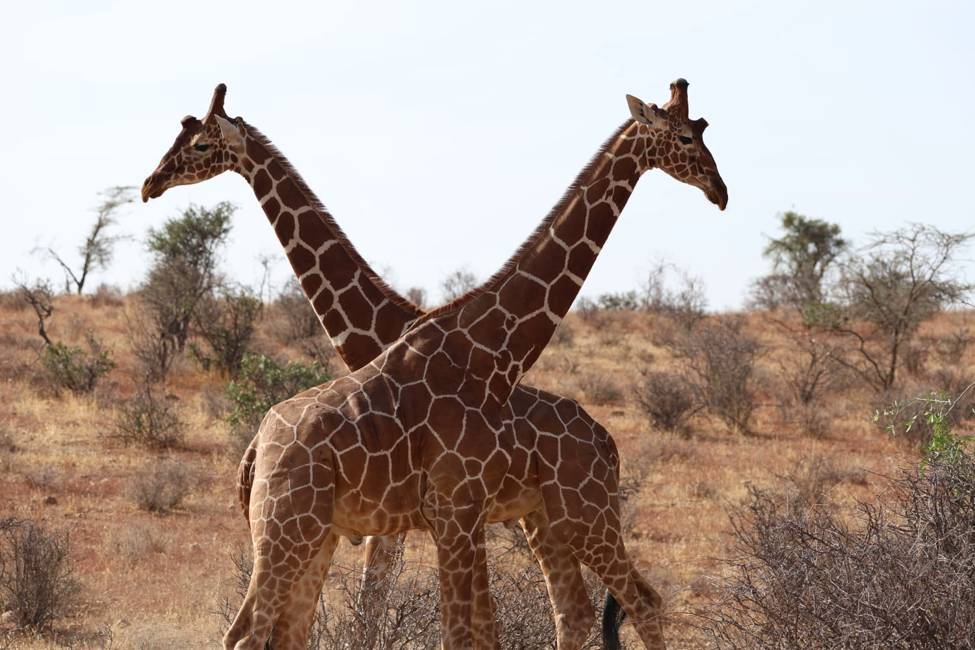 kenya-buffalo springs-samburu-reticulated giraffes-carrigan 2023 group-975px