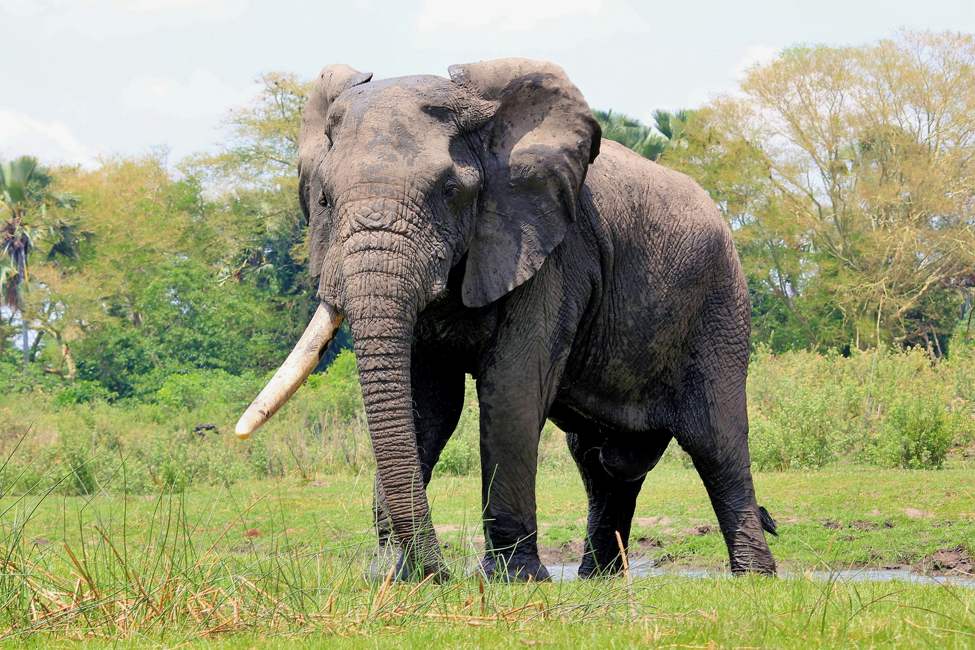 malawi-liwonde-elephant-craig-manners-unsplash-975