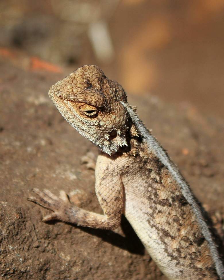 malawi-lizard-craig-manners-unsplash-780×975