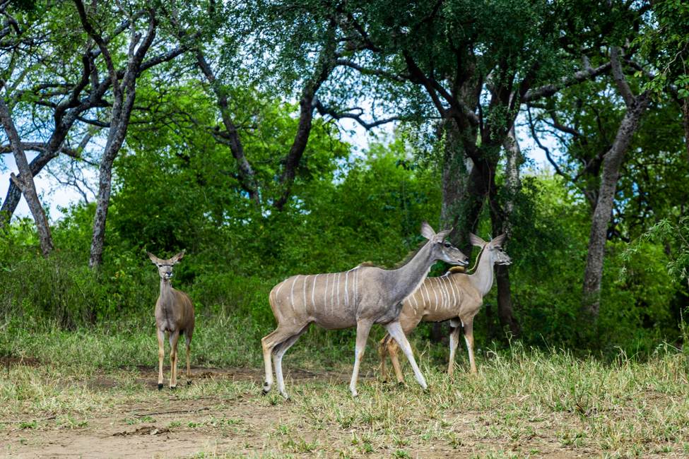 malawi-majete wildlife reserve-antelope-omar-hakeem-unsplash-975
