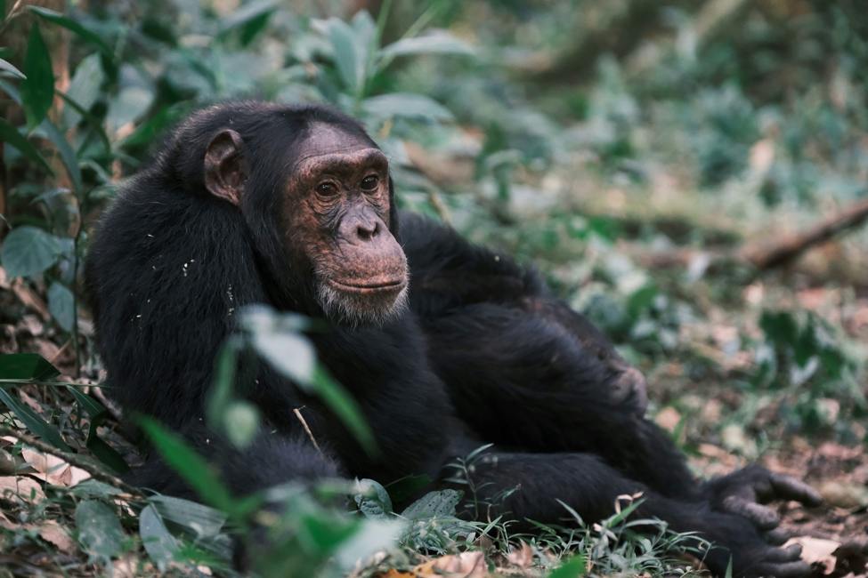uganda-qenp-kyambura gorge-chimpanzee-simone-dinoia-unsplash-975
