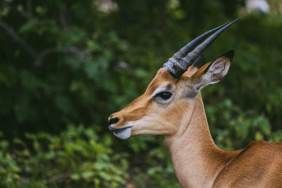 botswana-chobe-antelope-roger-erdvig-unsplash-975