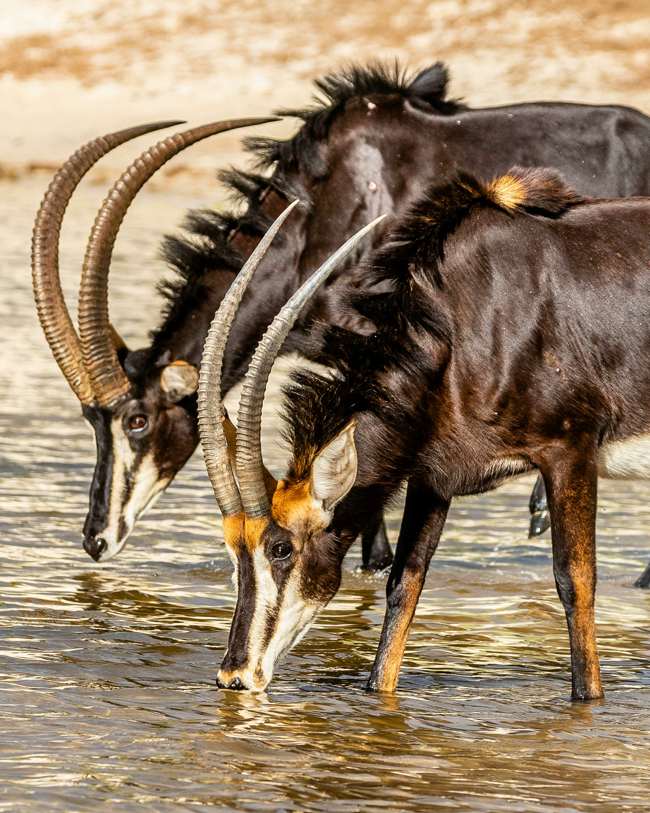 botswana-chobe-linyanti-black sable antelope-peter-strydom-unsplash-650×813
