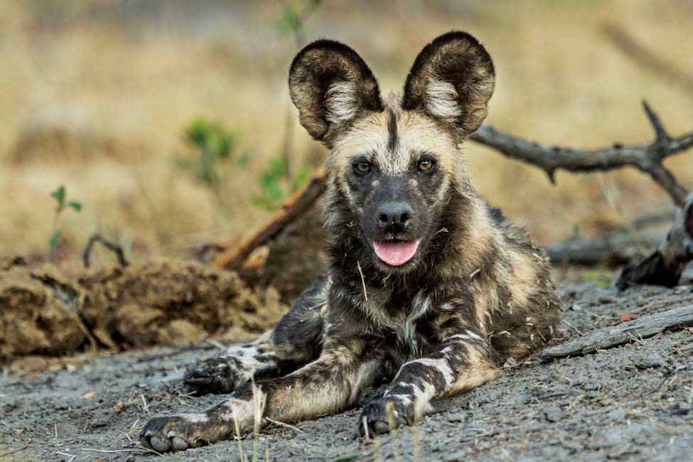 botswana-chobe-savuti-african wild dog painted wolf-Desert & Delta Safaris-savute safari lodge-975