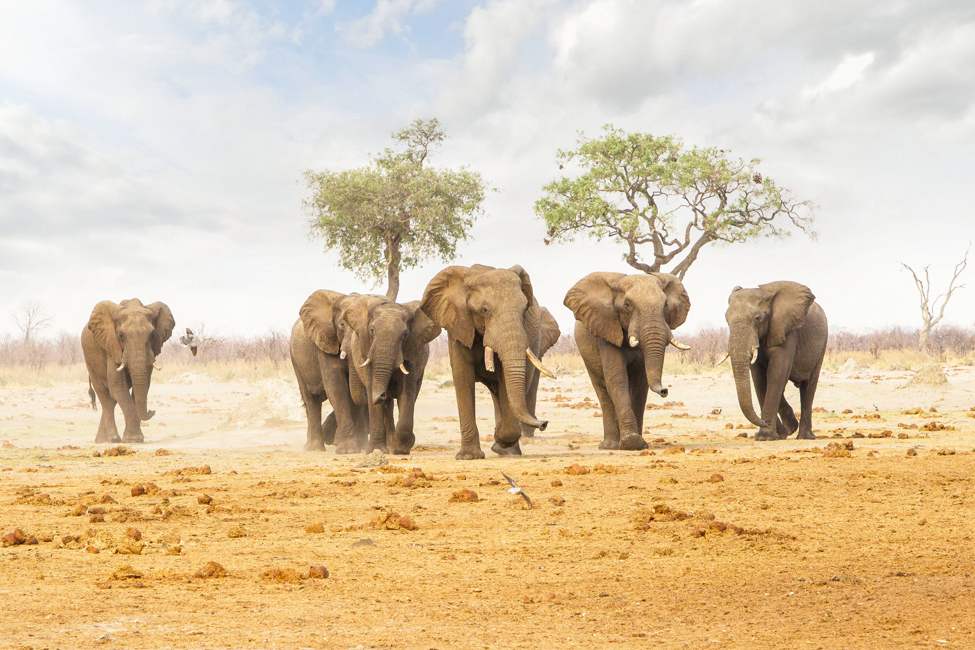 botswana-chobe-savuti-elephants-Desert & Delta Safaris-savute safari lodge-975
