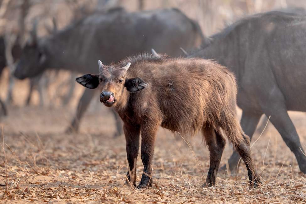 botswana-chobe-serondela riverfront-cape buffalo calf-Desert & Delta Safaris-chobe game lodge-975