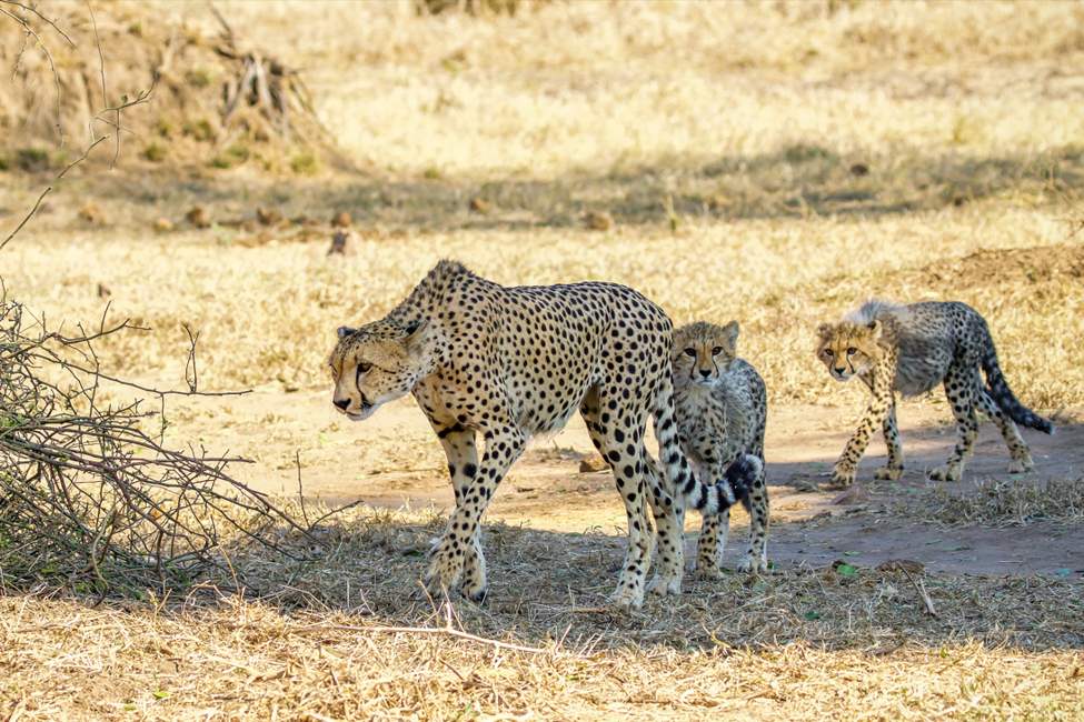 cheetah walking with cubs