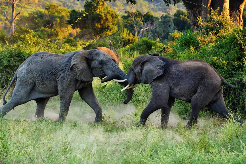 elephants fighting or playing with tusks locked