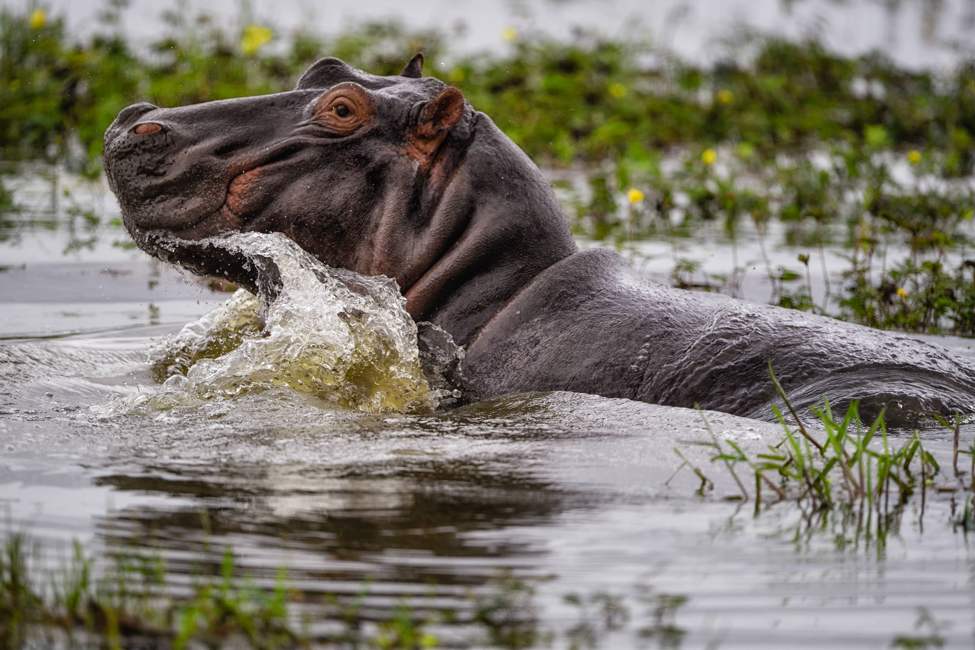 hippo in water