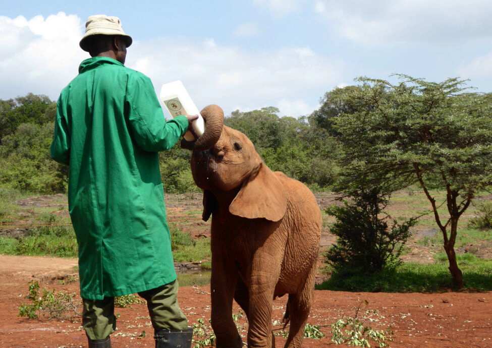 A caretaker in green coat feeds baby elephant milk replacement formula at Sheldrick Wildlife Trust's Orphans' Project