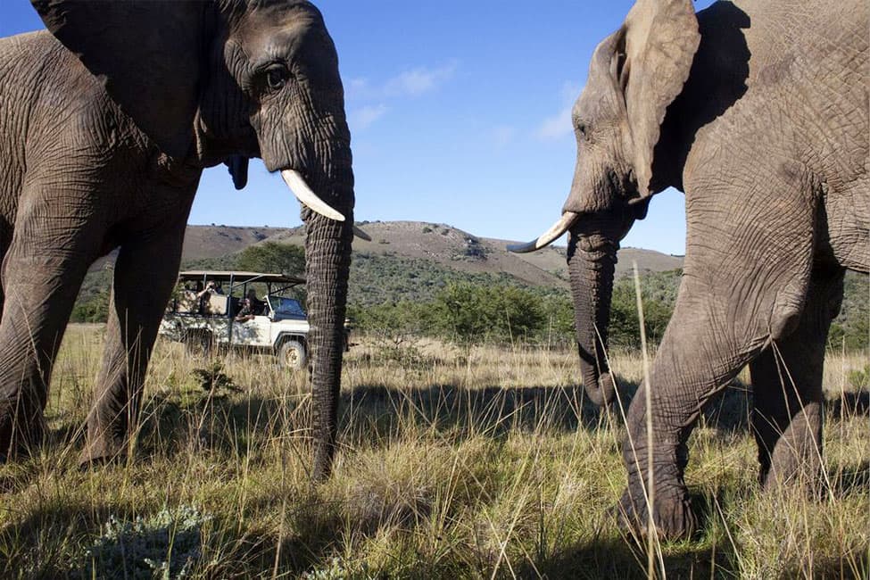 Elephants-South-African-Tourism-flickr