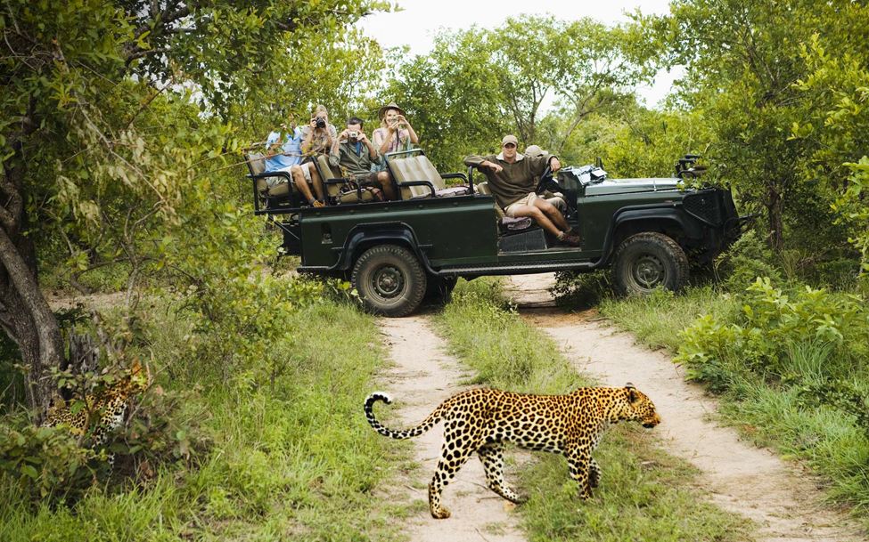 Game-Drive-Open-Air-Vehicle-Leopard-975px hi-res People in an open air safari vehicle watch a leopard cross a trail.