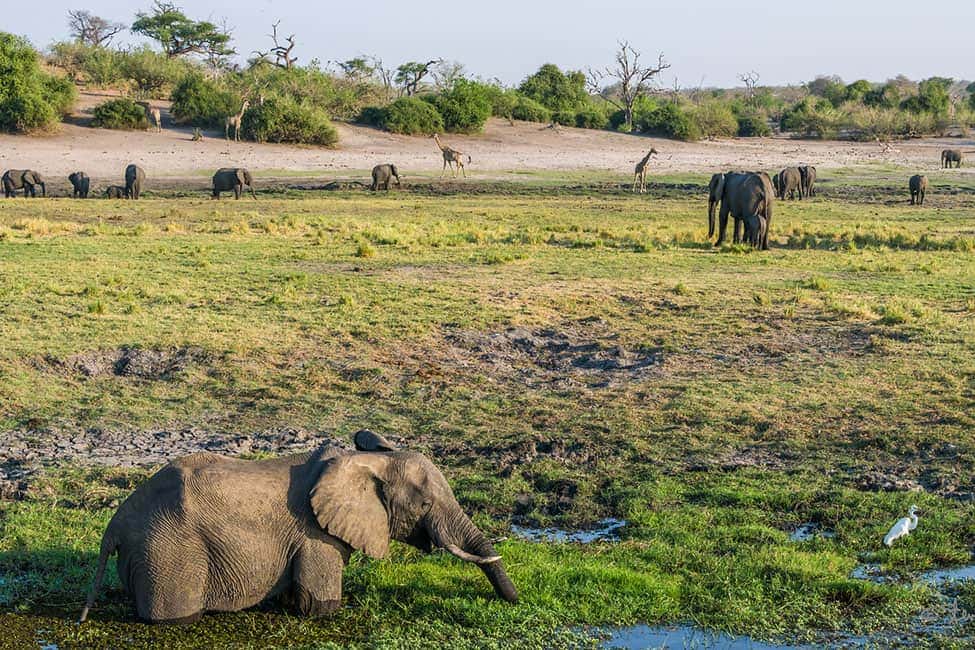 Botswana-Chobe-Scenery-Steven-dosRemedios-flickr