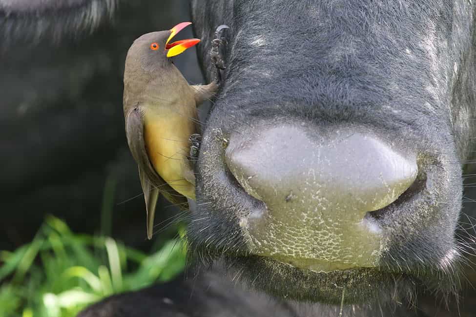 Yellow-billed Oxpecker on a Cape Buffalo in Chobe National Park