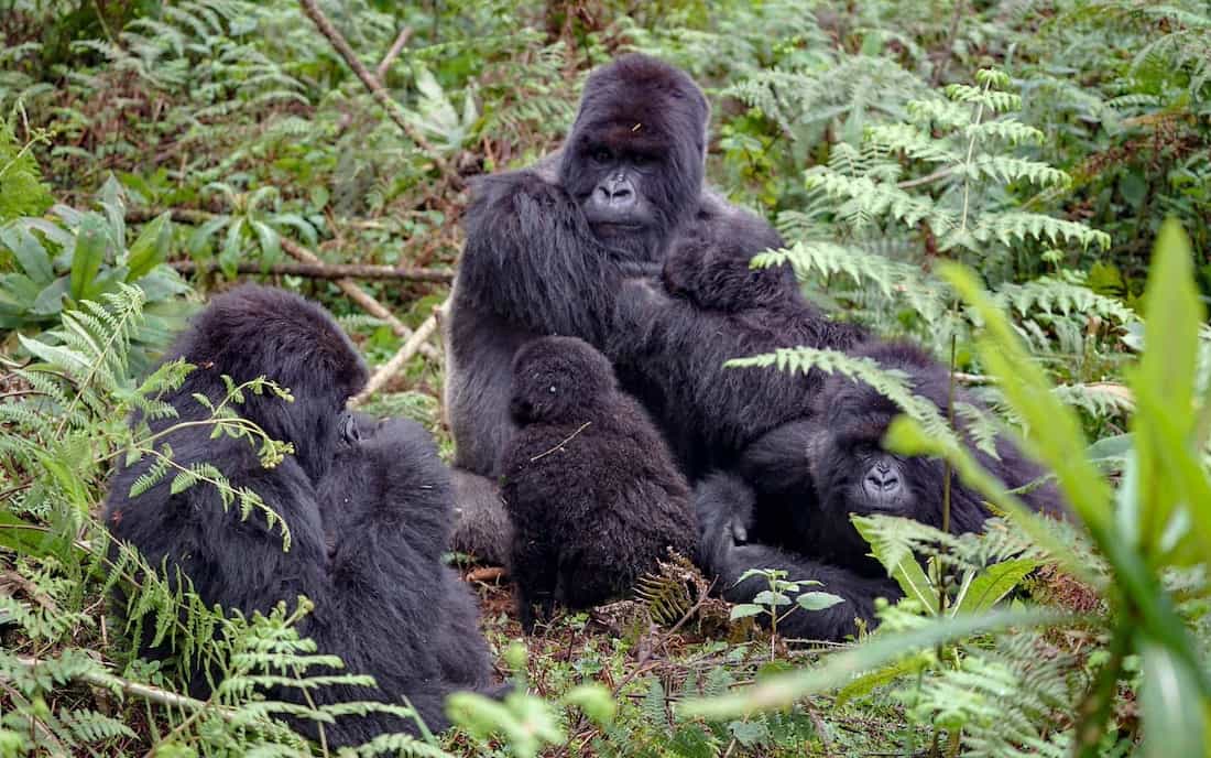 gorilla family with a mountain gorilla baby at Rwanda Volcano National Park Gorilla Trekking