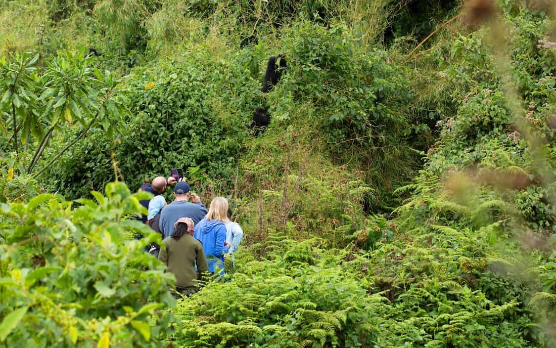 Safari-goers on a gorilla trek see a mountain gorilla at Rwanda's Volcanos National Park