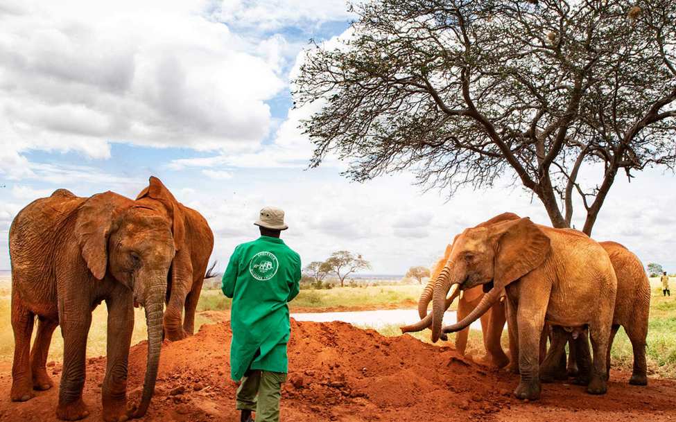 Sheldrick-Wildlife-Conservation-Org-Elephants