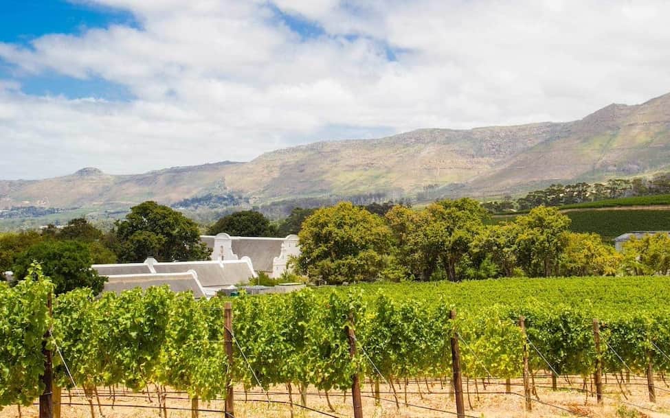 South-African-Winelands-Cape-Town-Tourism Rows of grapevines at a Vineyard in South Africa's Winelands