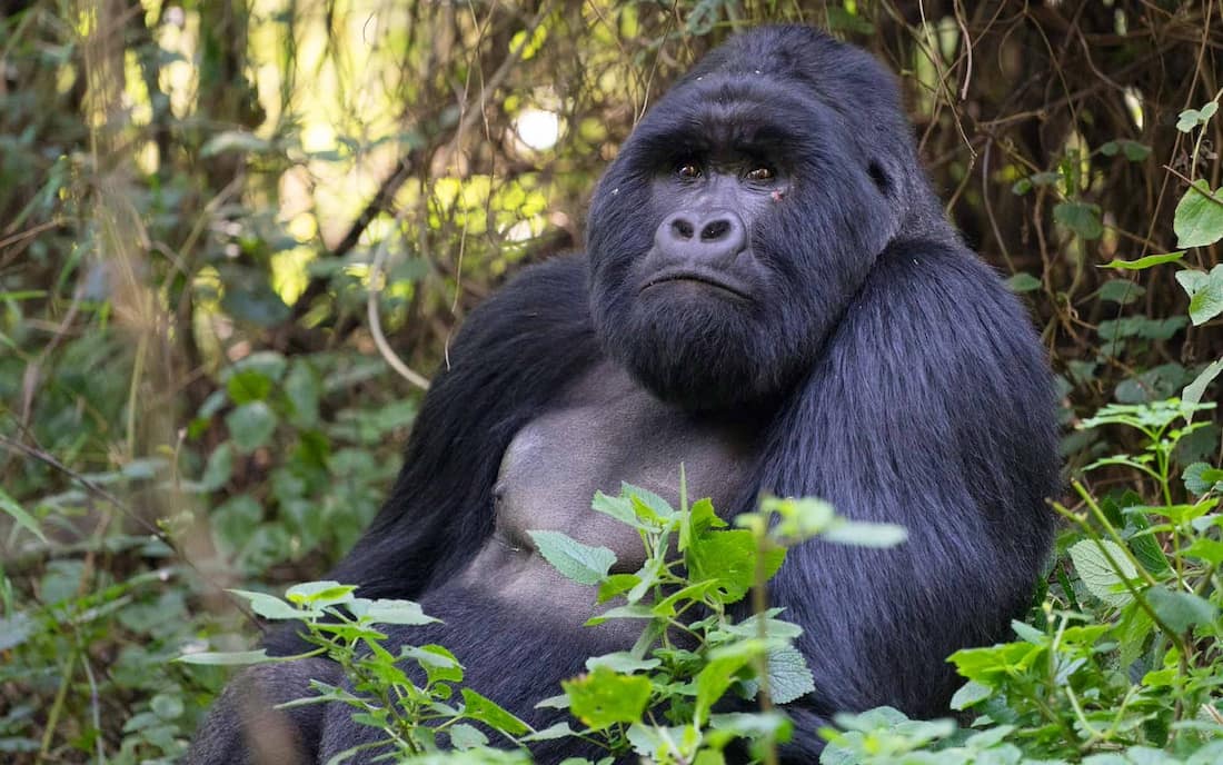 Gorilla sits among plants at Mgahinga Gorilla National Park in Uganda