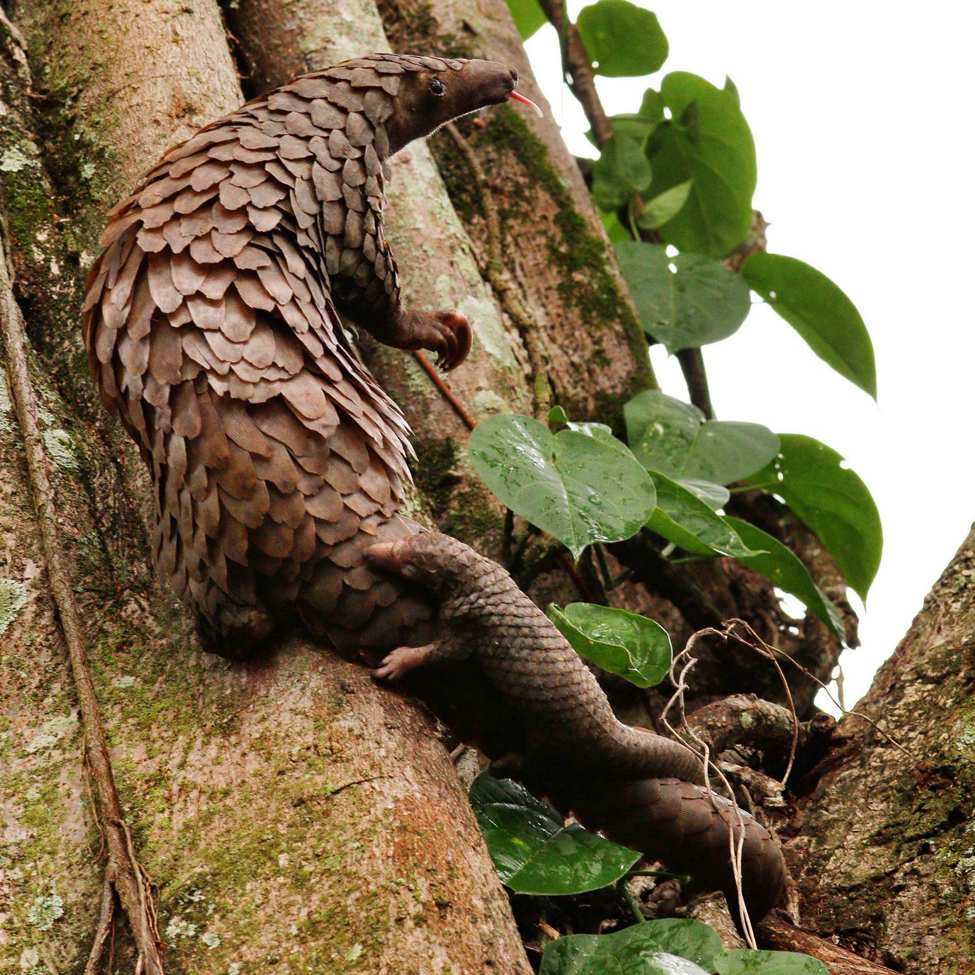 tree pangolin adult climbs up a tree as a baby pangolin holds onto its tail