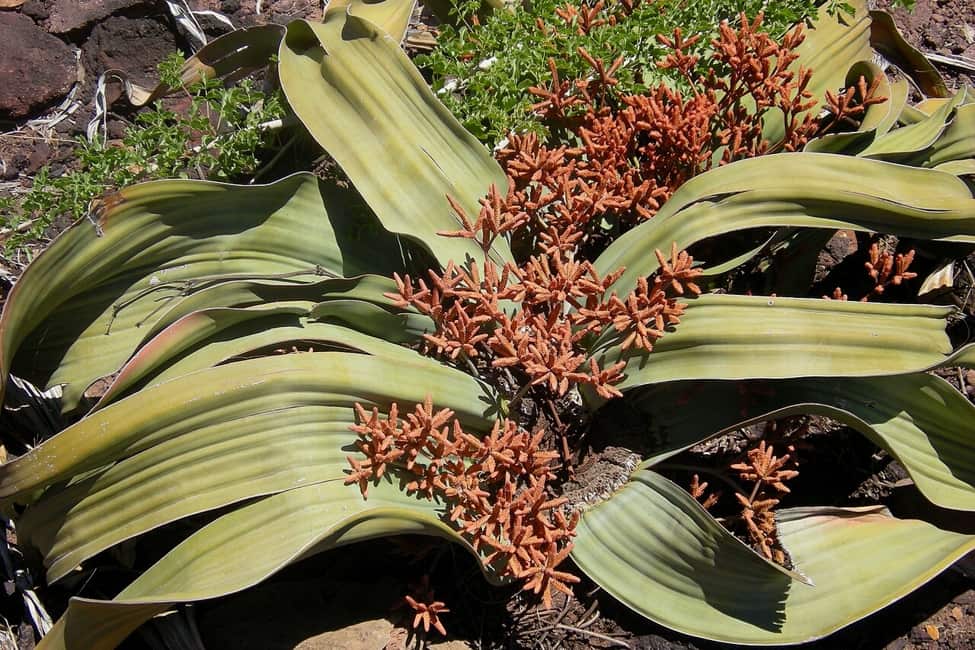 welwitscha plant with male cones