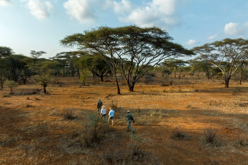 People walk across a savannah dotted with tall acacia trees